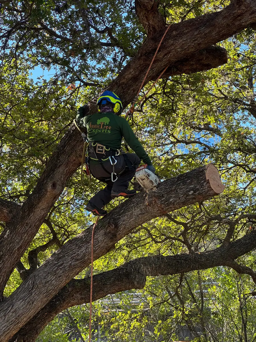 Austin Tree Experts climber on rope and saddle in a live oak canopy, chainsaw holstered, beside a fresh pruning cut