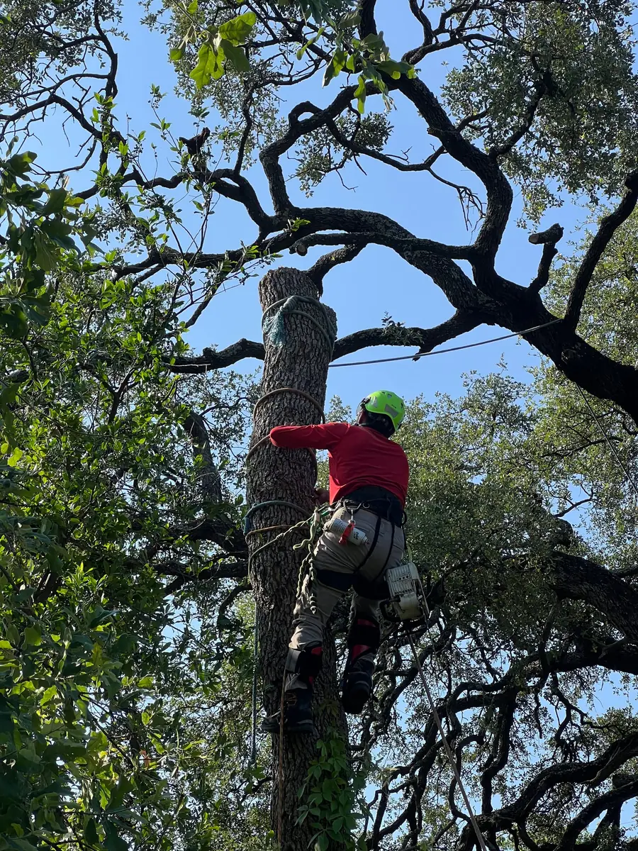 Climber high in a mature canopy, tied in on a saddle with a chainsaw hung from the harness and a line anchored around the stem above