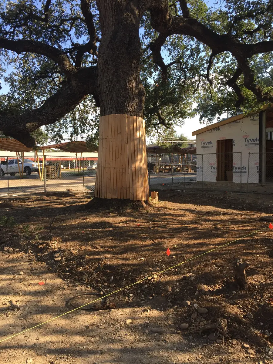 The boarded trunk of a large tree standing in a wide mulched root zone, a building wrapped in housewrap under construction behind