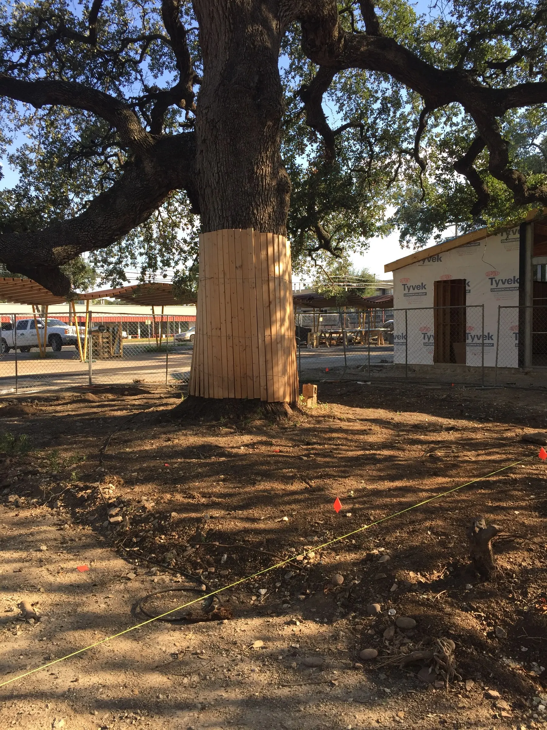 The boarded trunk of a large tree standing in a wide mulched root zone, a building wrapped in housewrap under construction behind