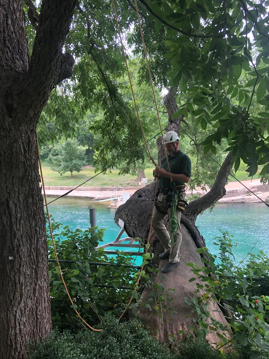 An arborist ascending a heavily leaning trunk that reaches out over open water