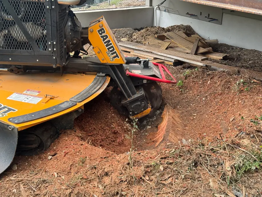 Cutter wheel of a Bandit SG75 stump grinder down in a stump, a bite already taken out of the face and fresh grindings banked around the hole
