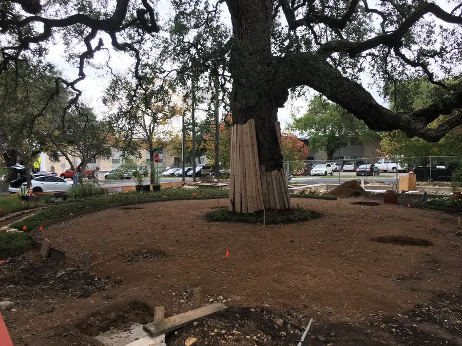 A boarded trunk standing in a wide circle of mulch, the surrounding ground graded and the surfacing stopping short of it