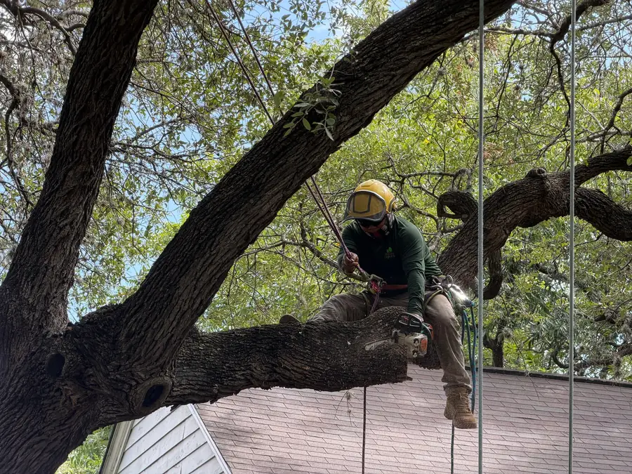 Austin Tree Experts climber in helmet, face shield and saddle hauling on a rigging line beside a fresh pruning cut, chainsaw hanging from the harness