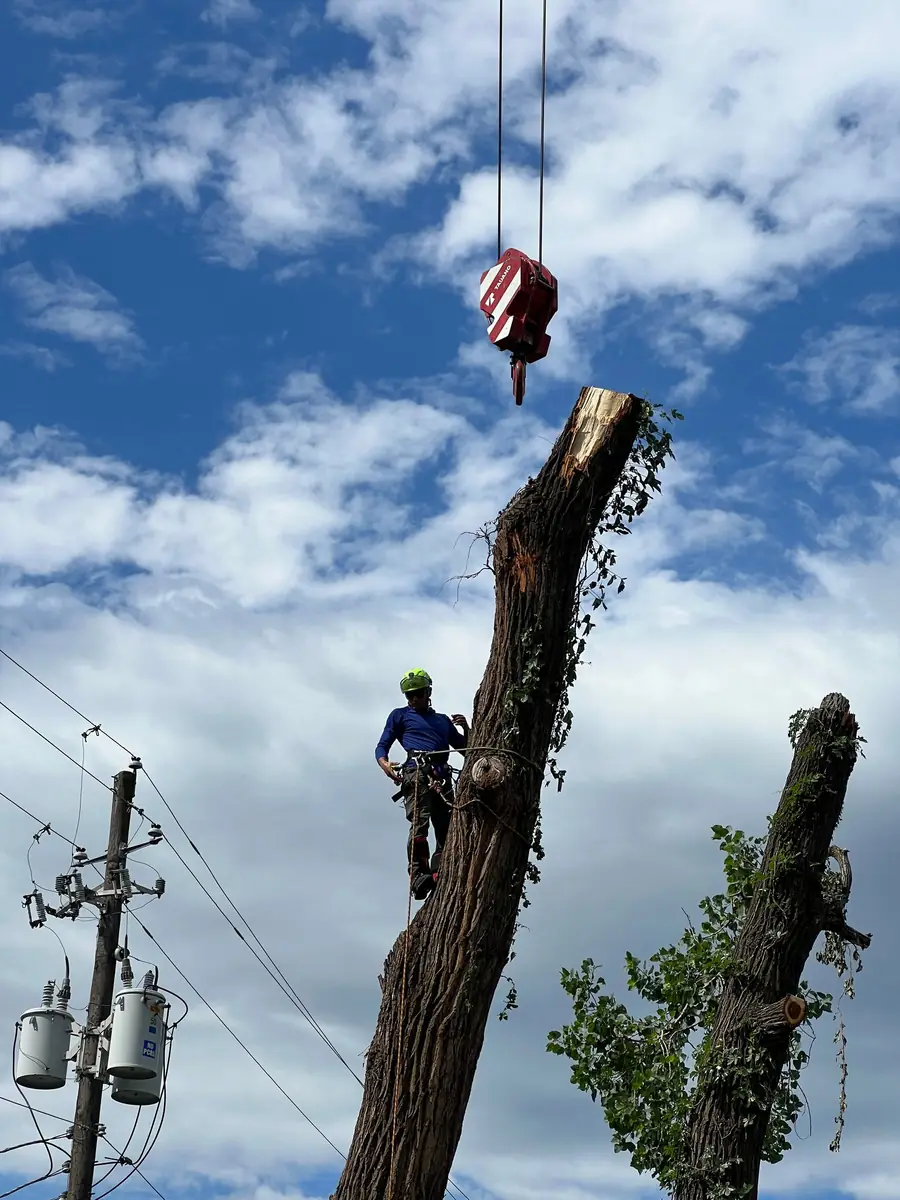 A climber on a cut trunk with a crane hook lowered above him
