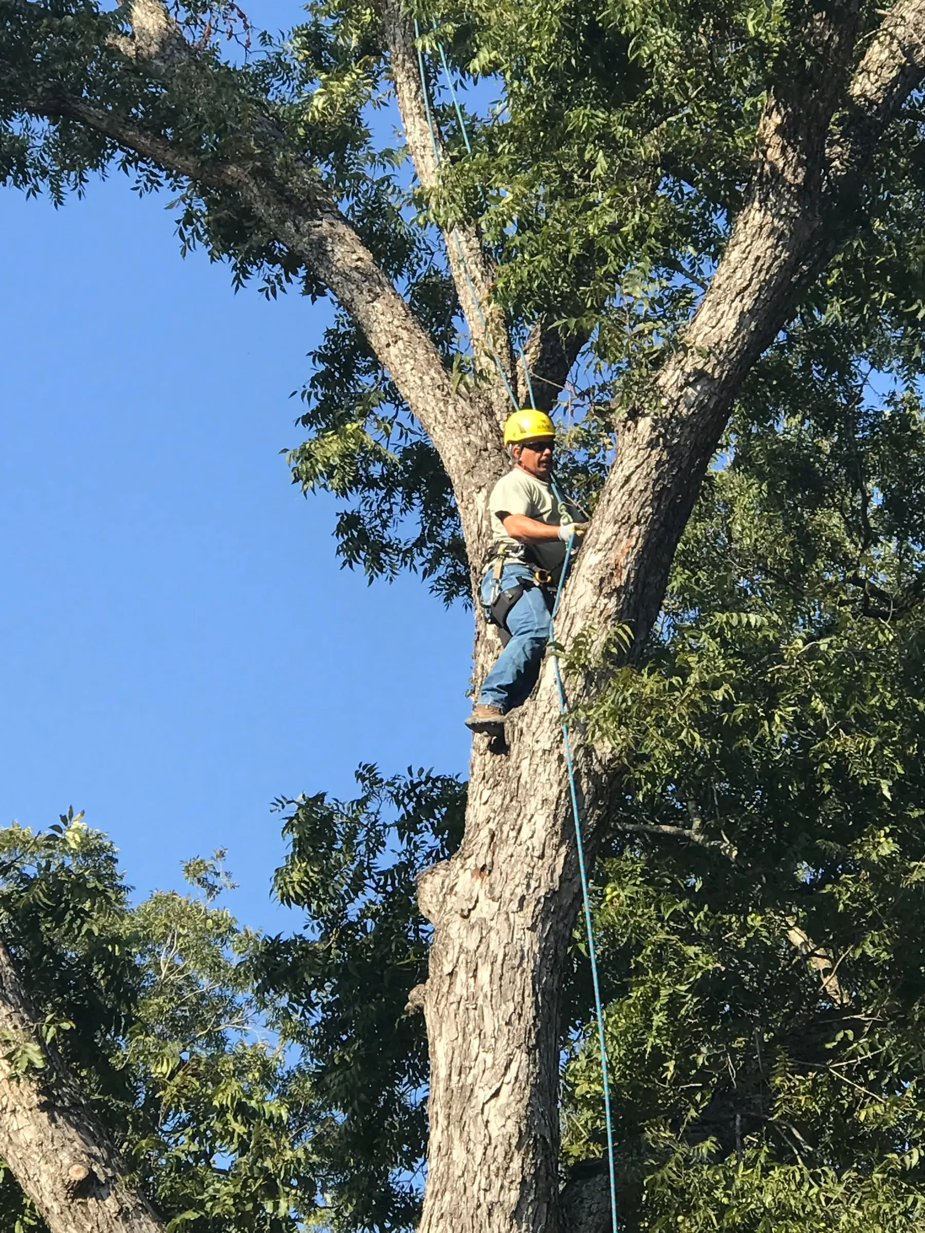 Climber on the trunk of a live oak