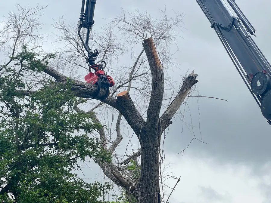 Red grapple saw on a knuckleboom gripping a limb it has just cut from a standing dead American elm