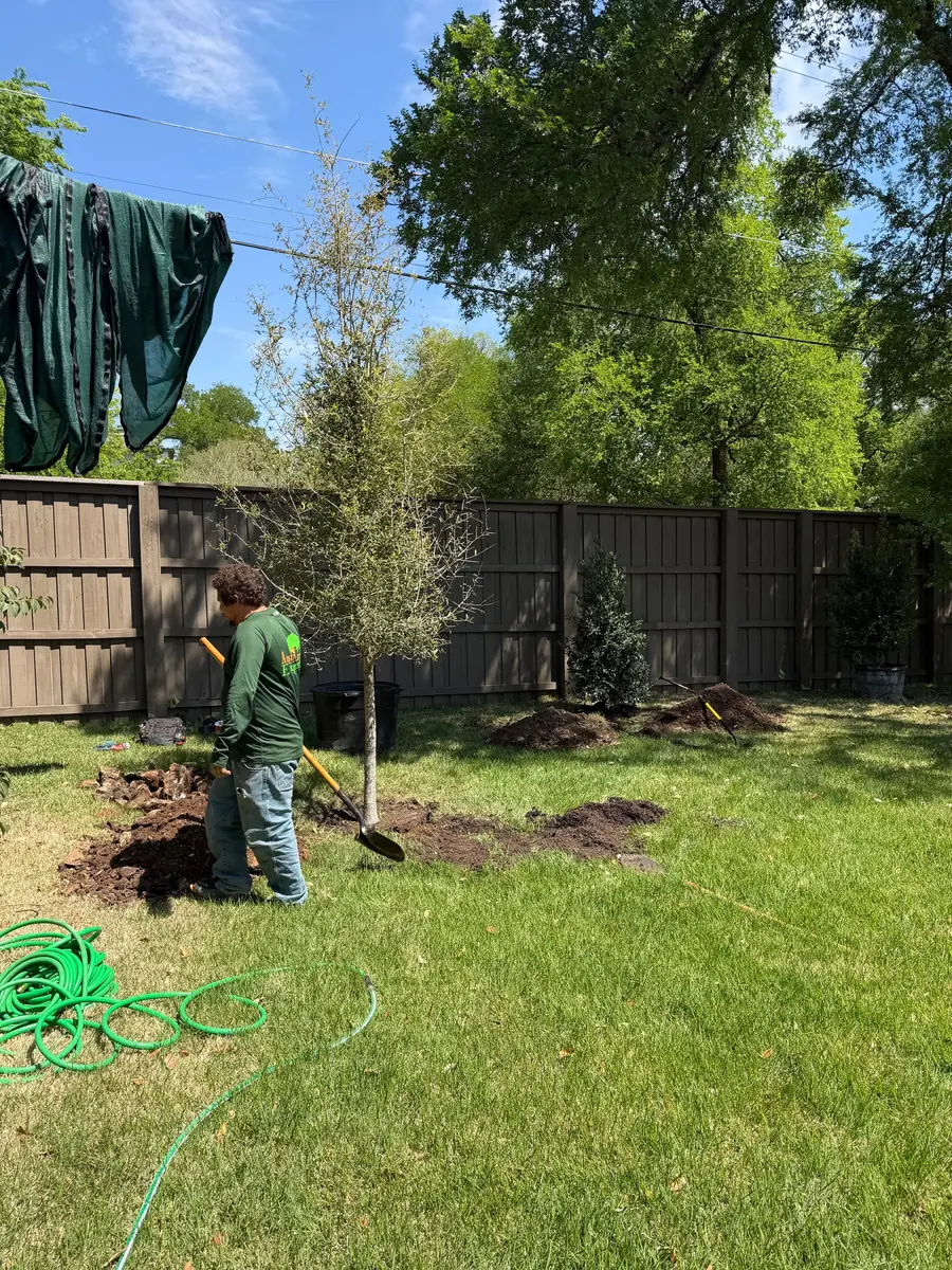Crew member in a green crew shirt at a newly planted tree along a wooden fence, mulch spread and a hose coiled on the lawn