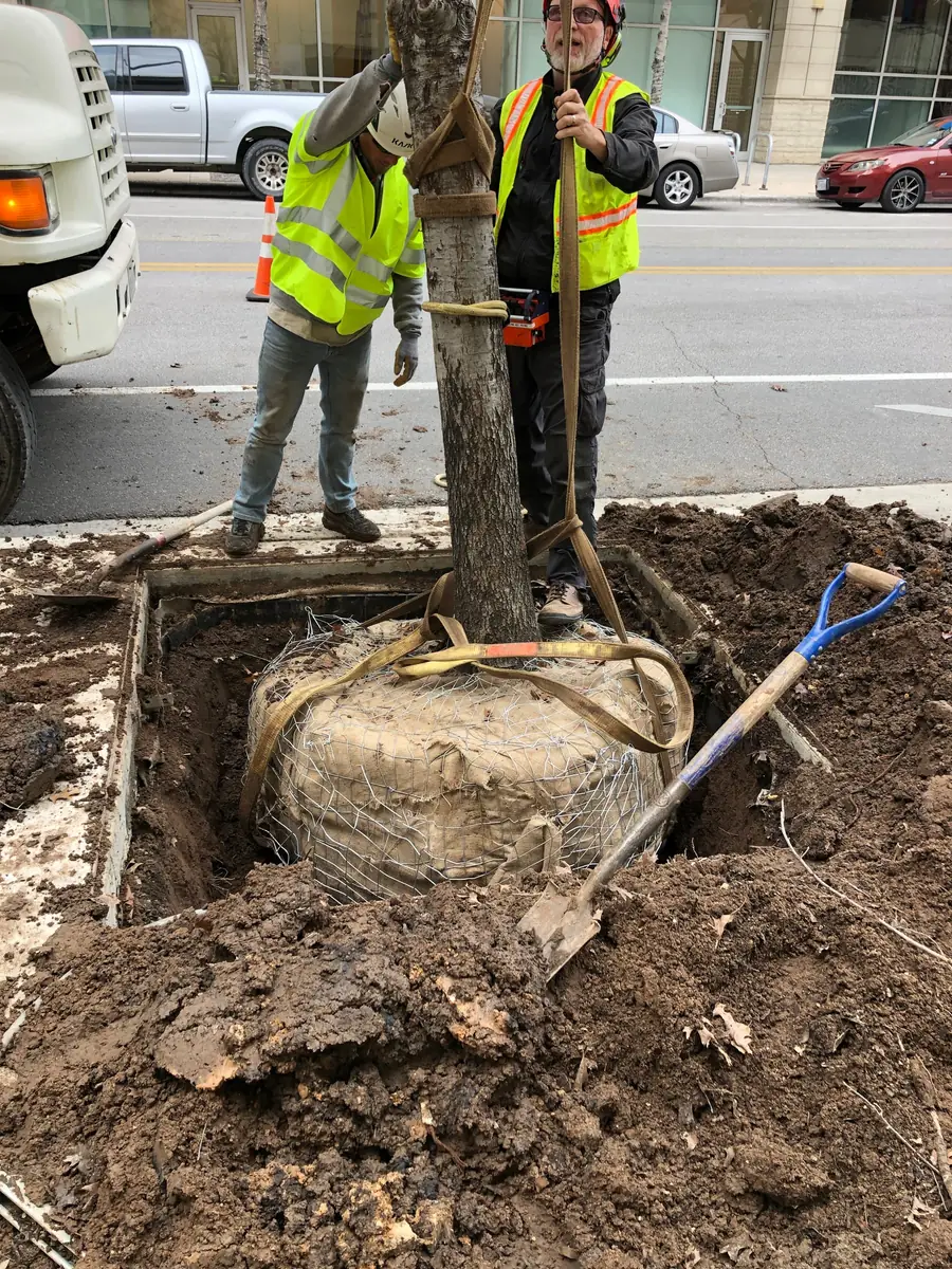 Two crew members in hi-vis vests steadying a tree with a large burlap root ball in a planting pit beside a city street