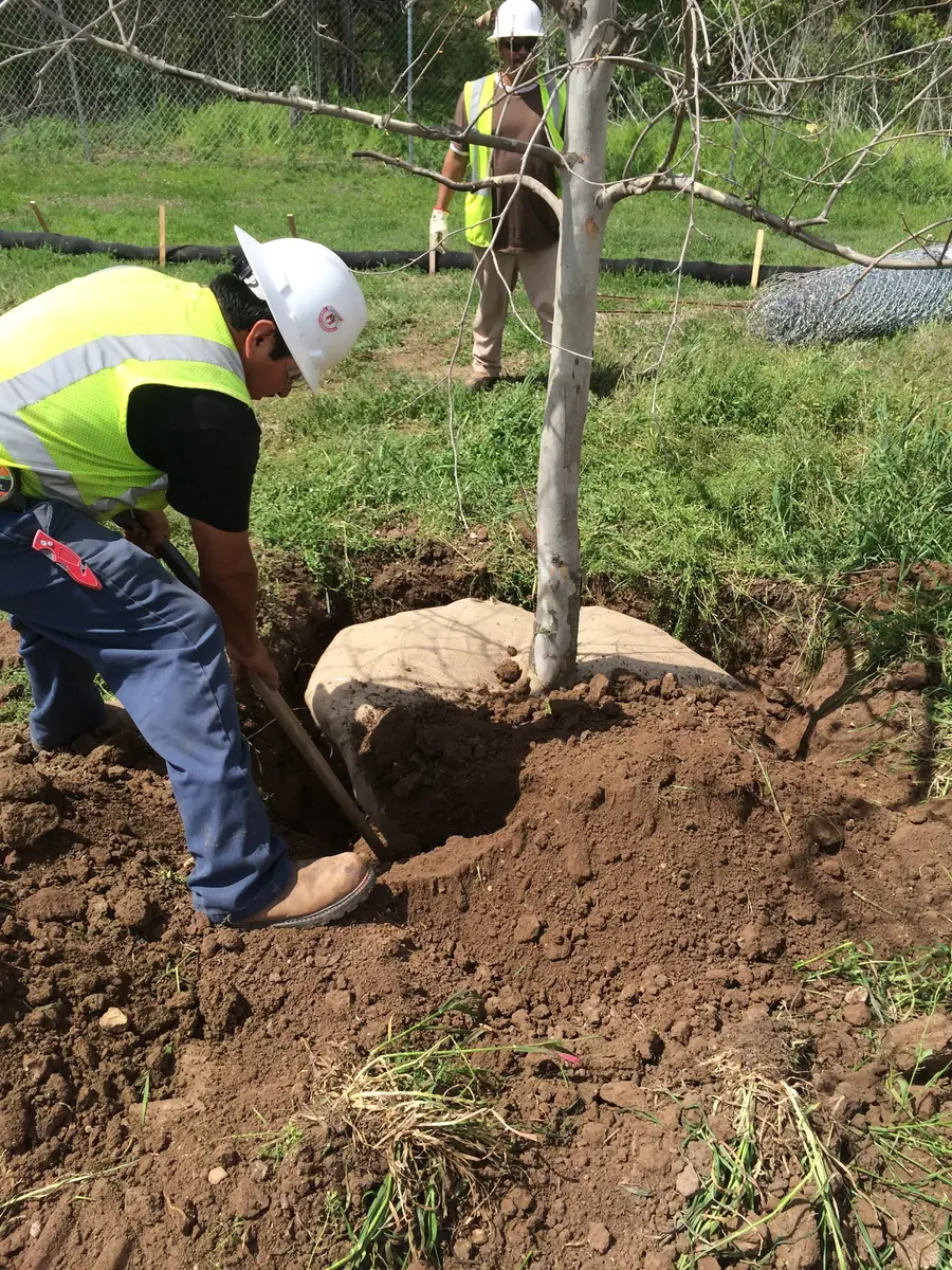 Crew member in a hi-vis vest and hard hat shoveling soil around a burlap root ball set in a planting hole
