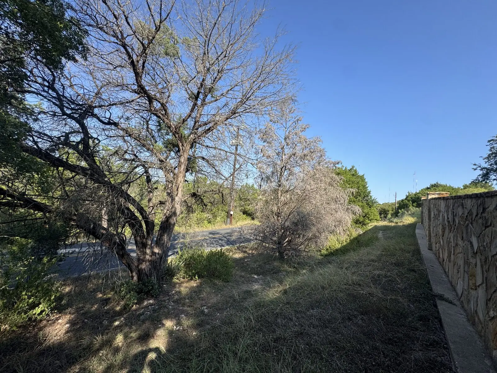 Dead cedars along a Westlake roadside, the failed privacy screen that left the property open to the road before replanting
