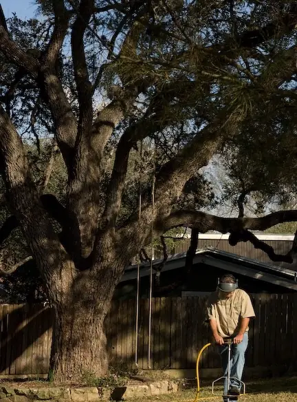 Deep root fertilization treatment on a live oak tree