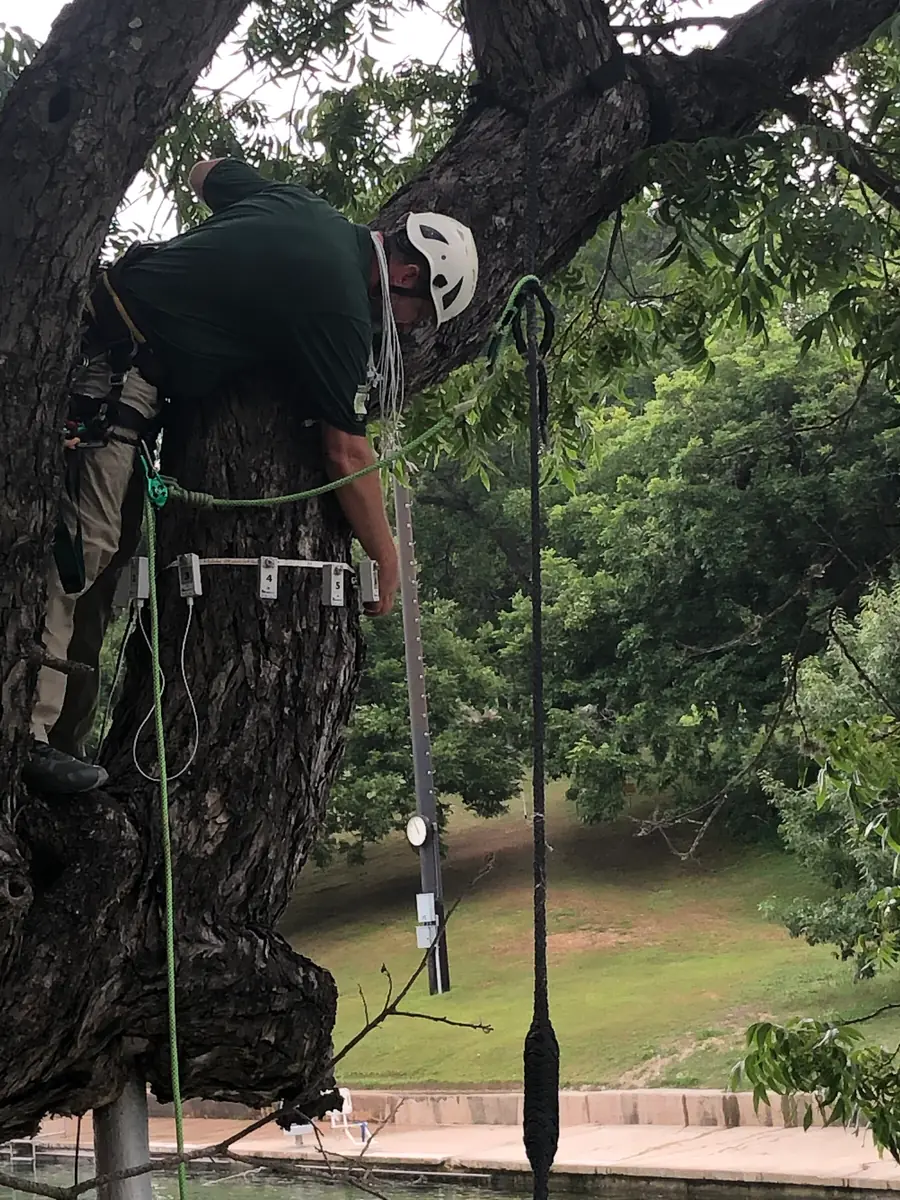 An arborist bent over a horizontal limb fitting a row of numbered tomography sensors to the bark