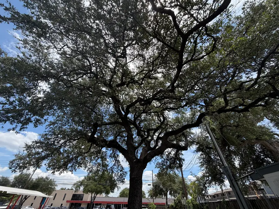 The full crown of a large tree seen from the street, its lower limbs sweeping almost to the ground