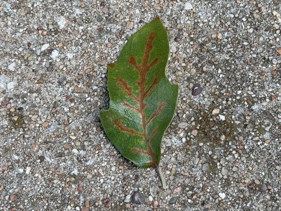 Live oak leaf with veinal necrosis from an oak with oak wilt