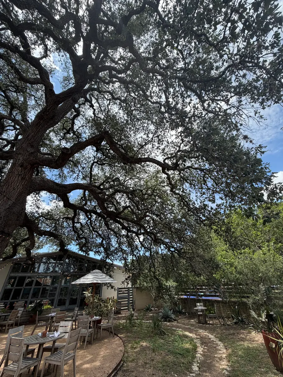 Looking straight up through a dense interlaced canopy from the patio beneath it