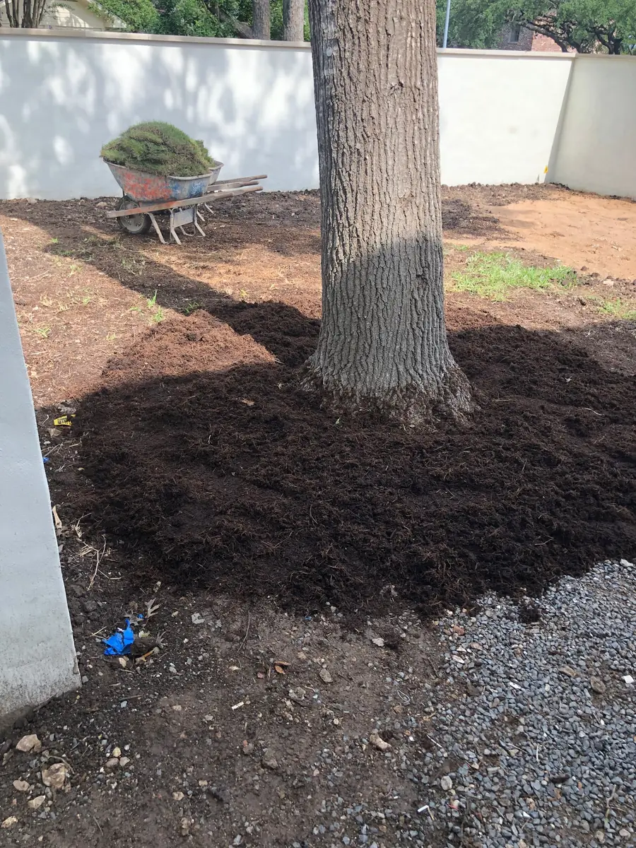 Fresh mulch spread in a broad ring around a tree, brought up to the trunk but kept clear of the root flares