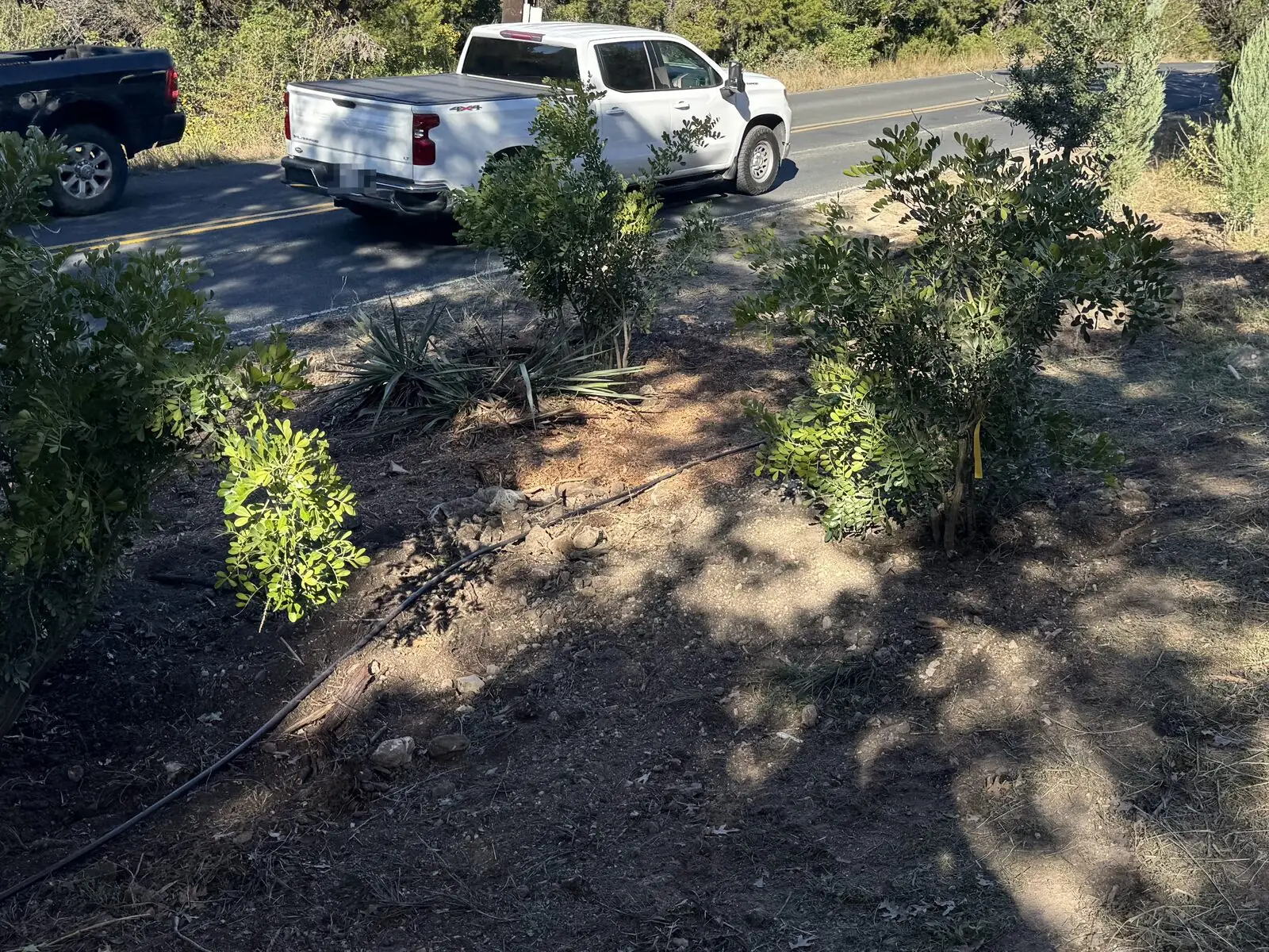 Young native trees newly planted along a Westlake roadside, each with a drip irrigation line run to it