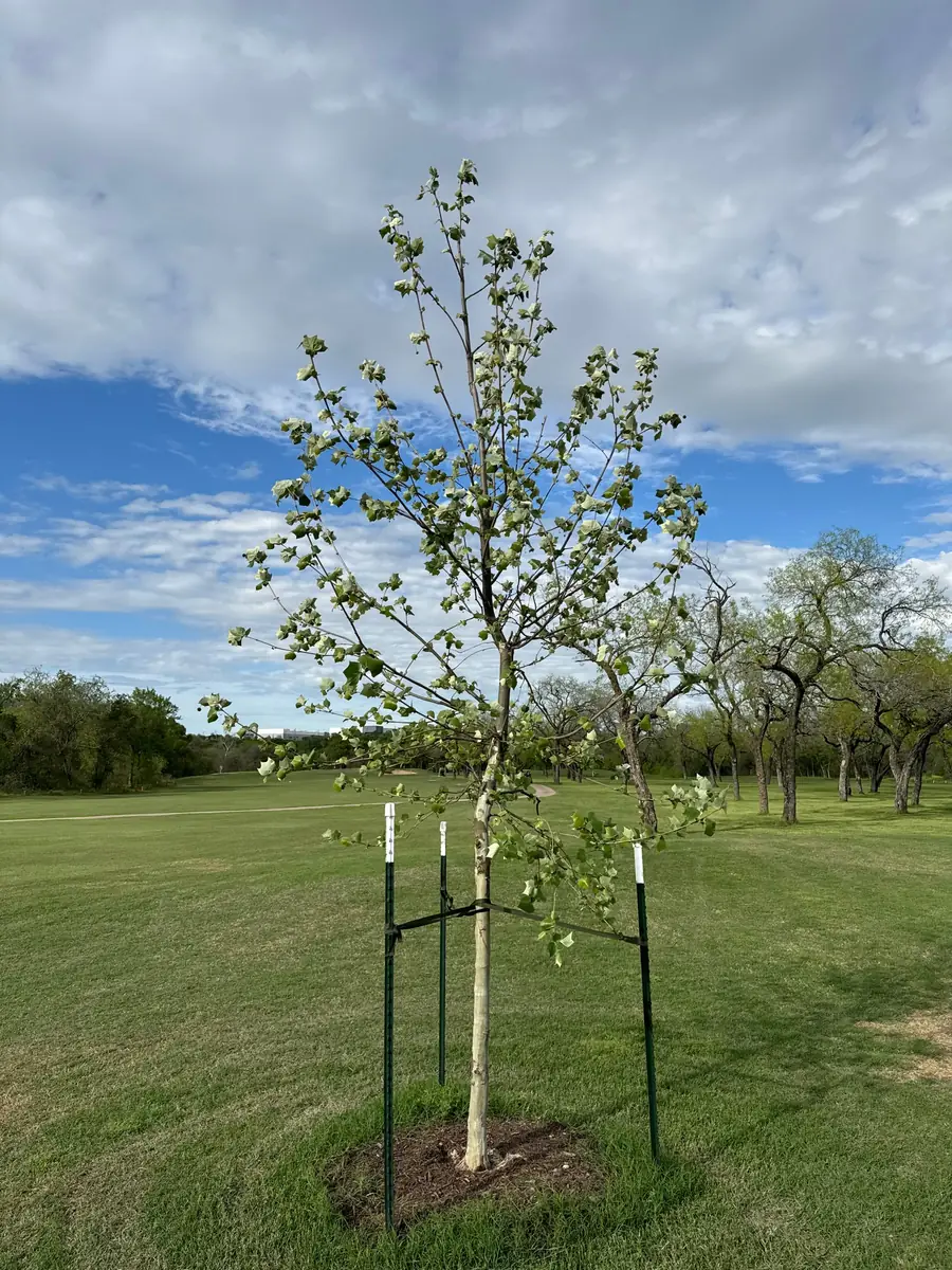 Young tree newly planted on golf course turf, its trunk held to steel stakes with broad webbing straps