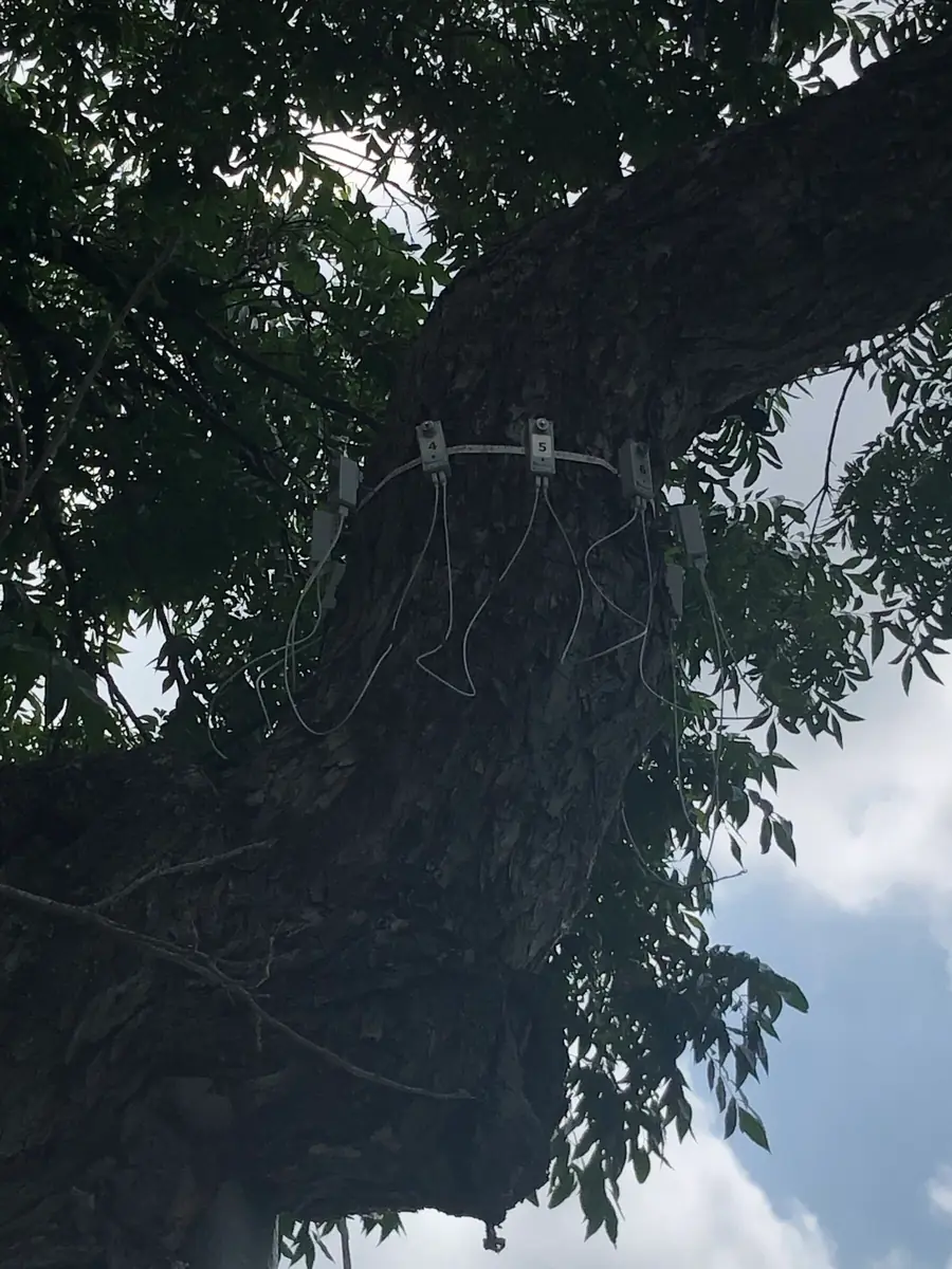 A row of numbered tomography sensors clamped along a large limb with a graduated rod and a plumb line hanging beside them