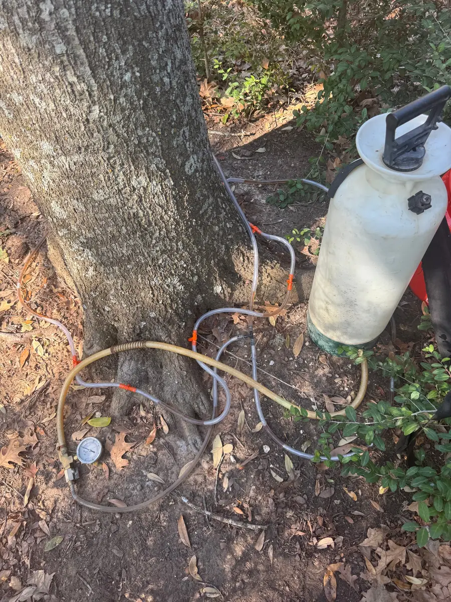 Pressure gauge and manifold tubing of a macro-infusion setup rigged into an oak's root flare