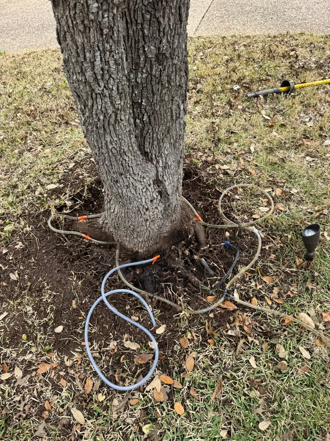 Macro-infusion setup at an oak's root flare: injection tees seated in the flare with manifold tubing looped around the trunk
