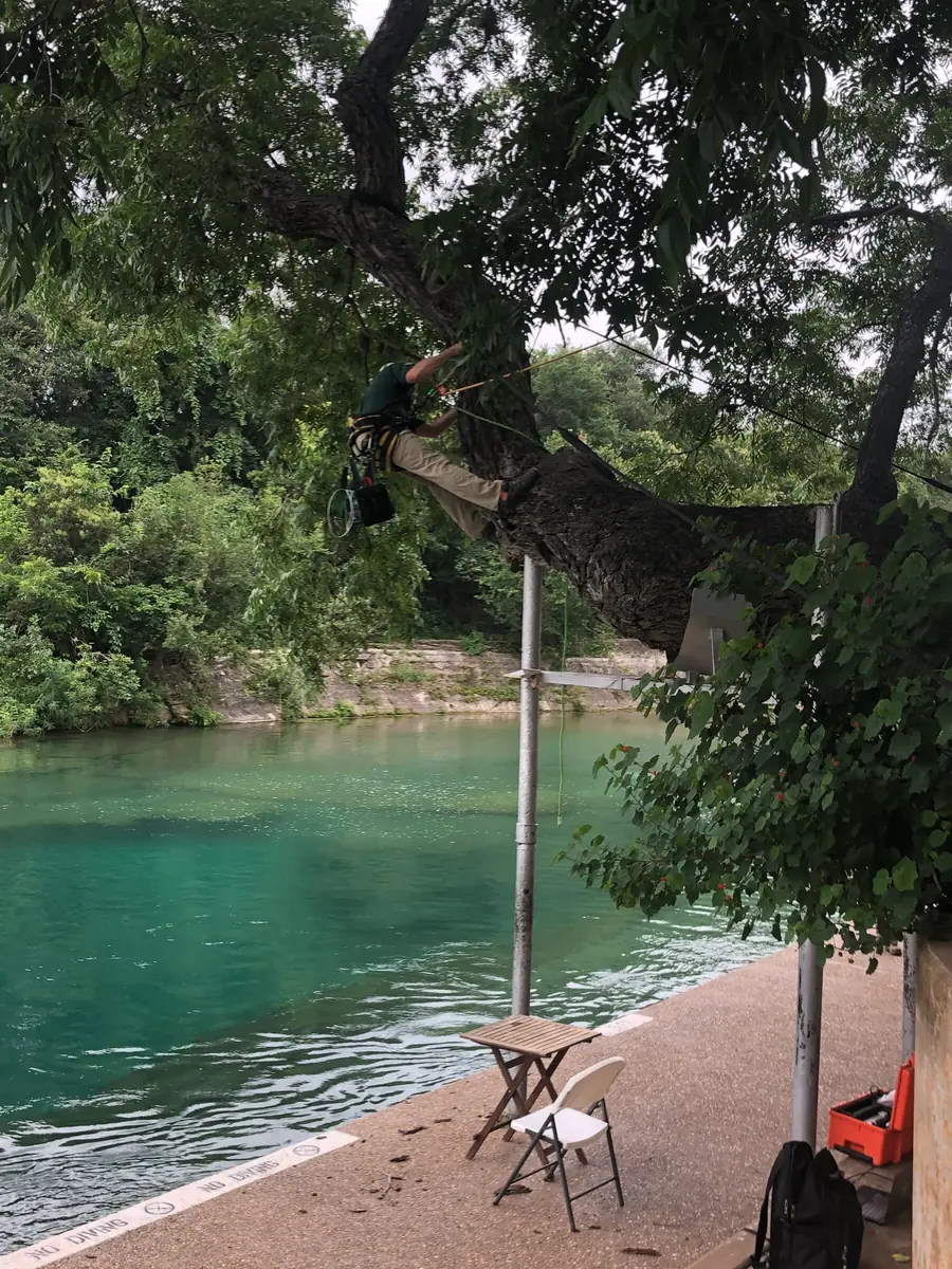 A long limb reaching out over green water with a steel prop set beneath it, an arborist working along its length