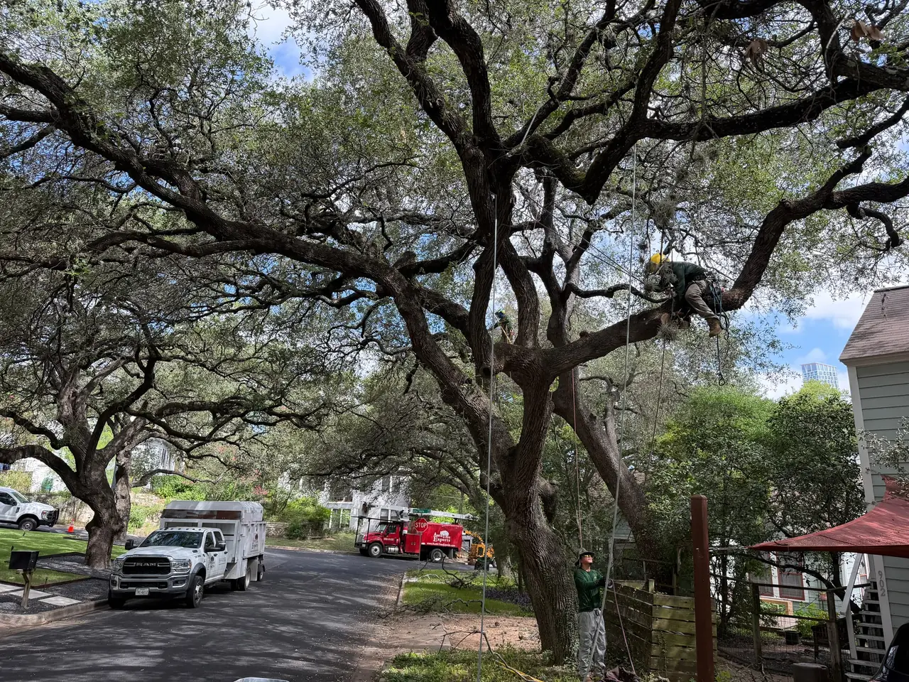Austin Tree Experts climber roped into a spreading live oak over a residential street, a groundman tending his line below and the crew's branded chip truck and bucket truck parked at the kerb