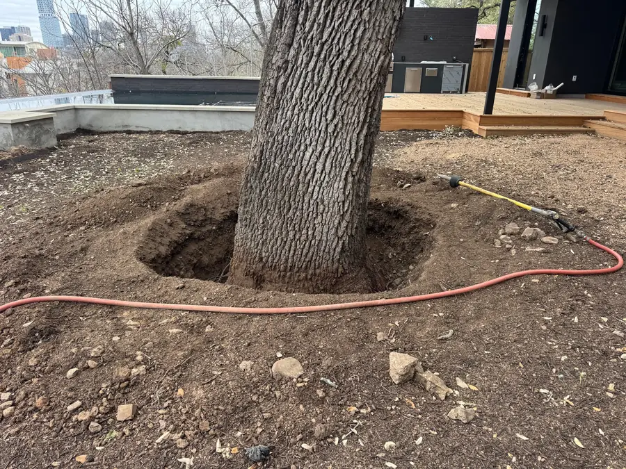Excavated root flare of a large tree, an air spade and its hose lying on the bare soil, a wooden deck behind