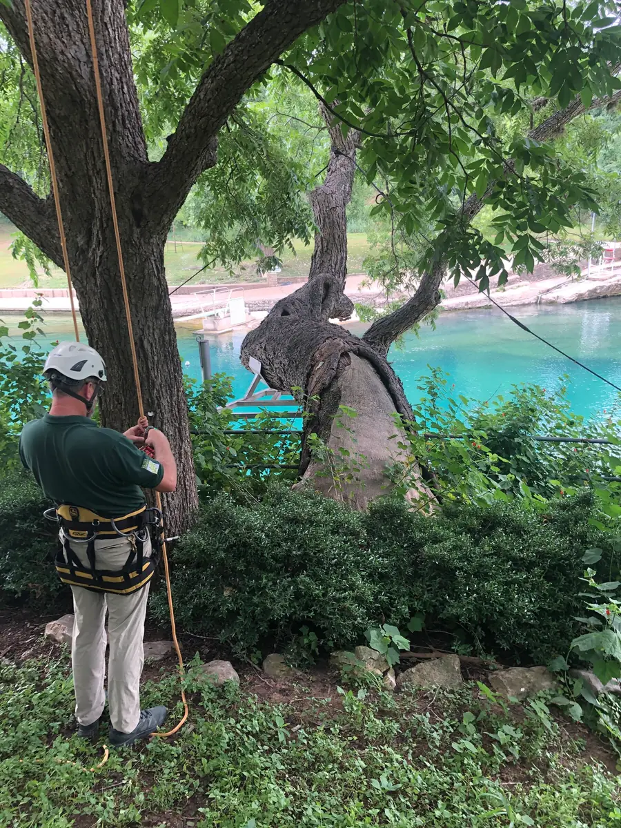 An arborist in harness and helmet setting a climbing line into a leaning trunk, open water behind him