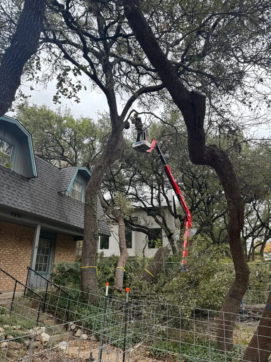 Red spider lift reaching into a live oak over a residential yard