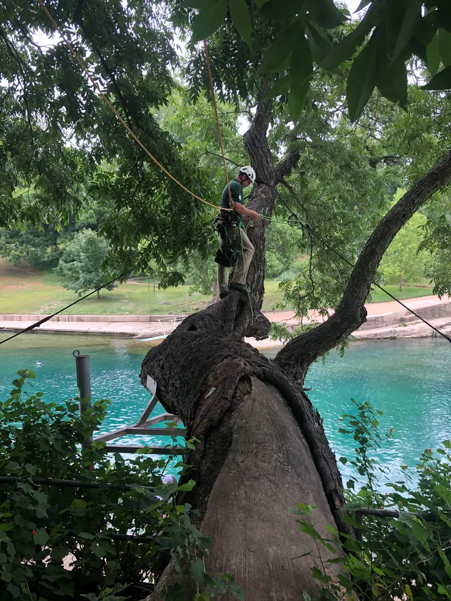 An arborist standing out along a leaning limb above the water, tied in to a line running back into the crown