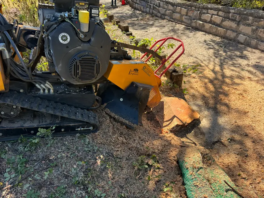 Stump grinder lettered Austin Tree Experts cutting a stump on a decomposed granite path, grindings spread around it beside a limestone wall and timber edging