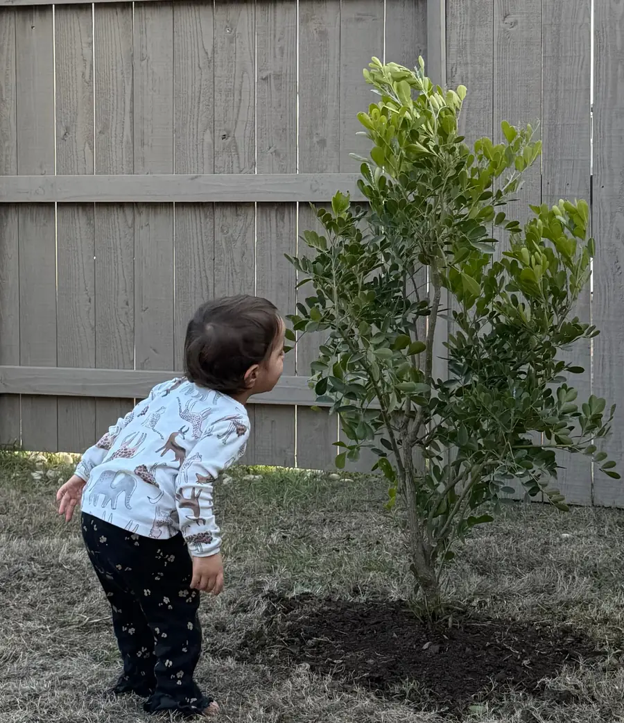 A toddler leaning in to look at a newly planted young tree with a fresh mulch ring, a wooden fence behind