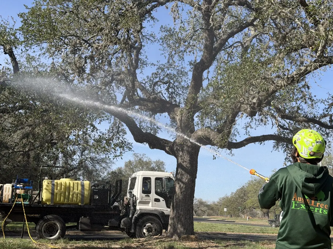Austin Tree Experts crew member spraying a live oak canopy from the ground, spray rig and tanks on the truck behind