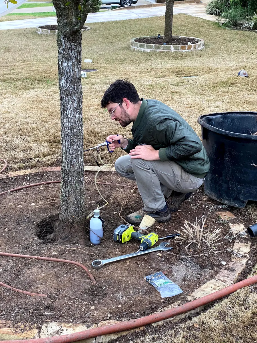Trunk injection at the base of a young tree: operator seating an injector while a cordless drill and hand tools lie beside him