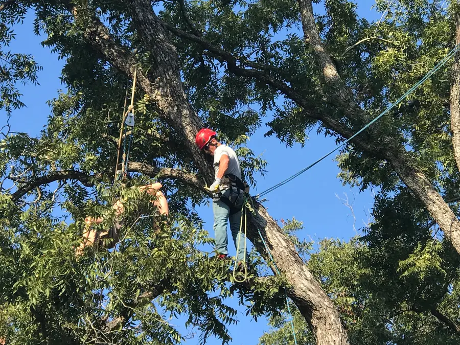 Climber in helmet and saddle standing out on a limb high in a canopy, rigging line under tension and a block set above