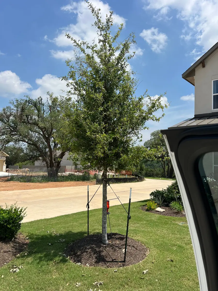 Newly planted tree guyed to two steel stakes in a fresh mulch ring on a residential front lawn