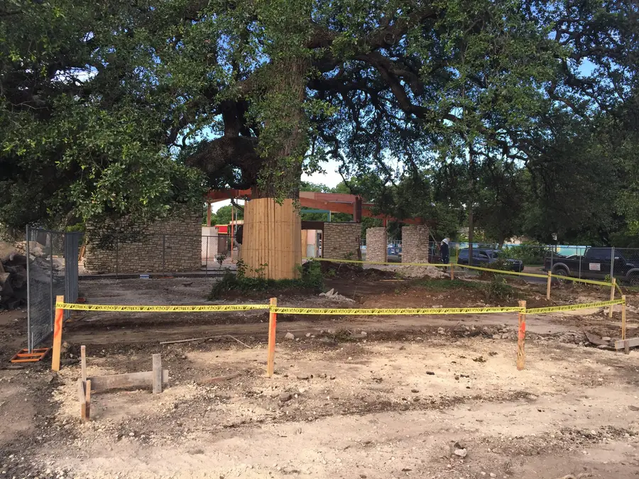 A mature trunk wrapped in vertical timber boards and ringed by barrier tape while building work goes on behind it