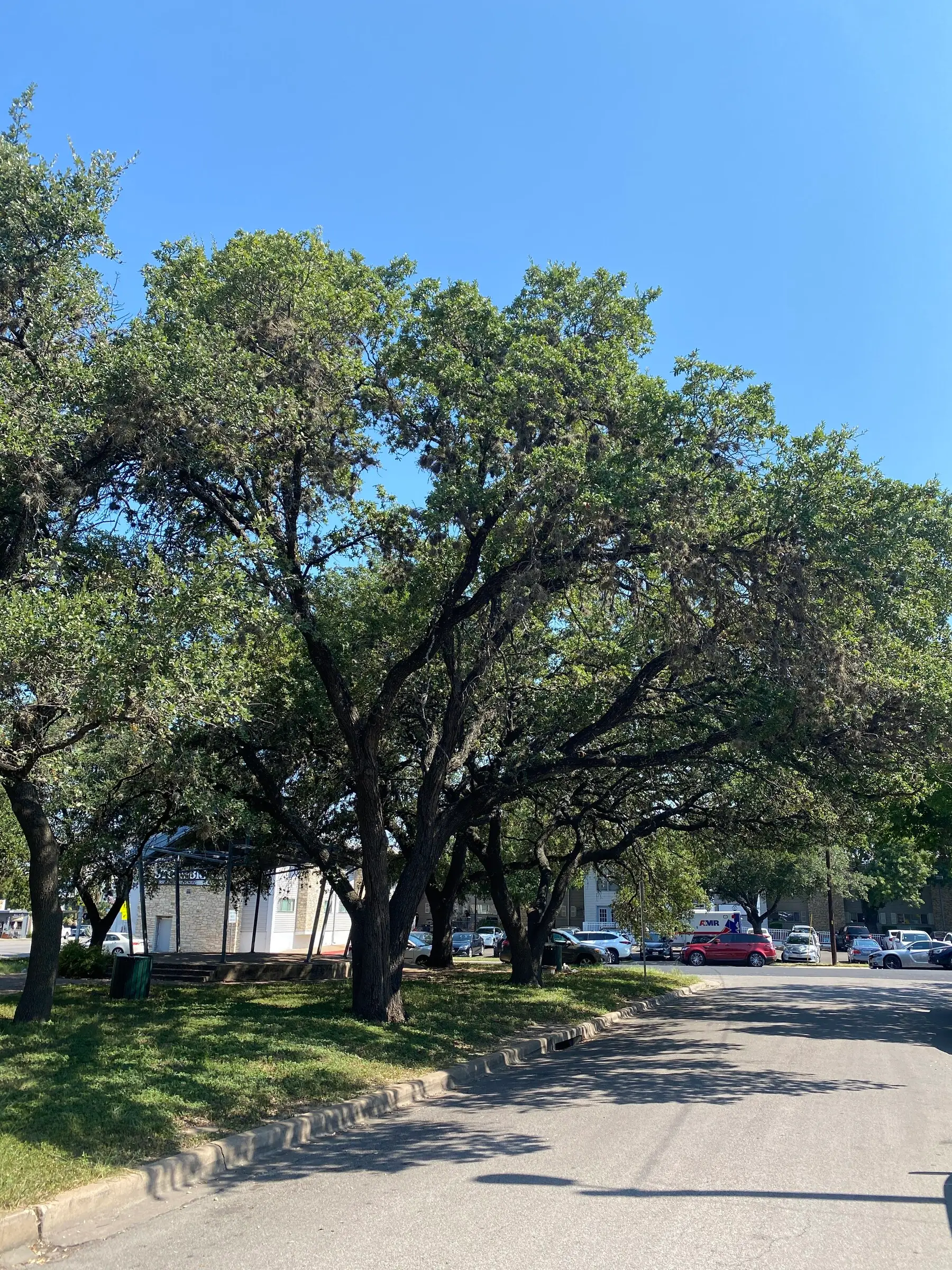 A wide low canopy spreading over a car park and street under a clear summer sky