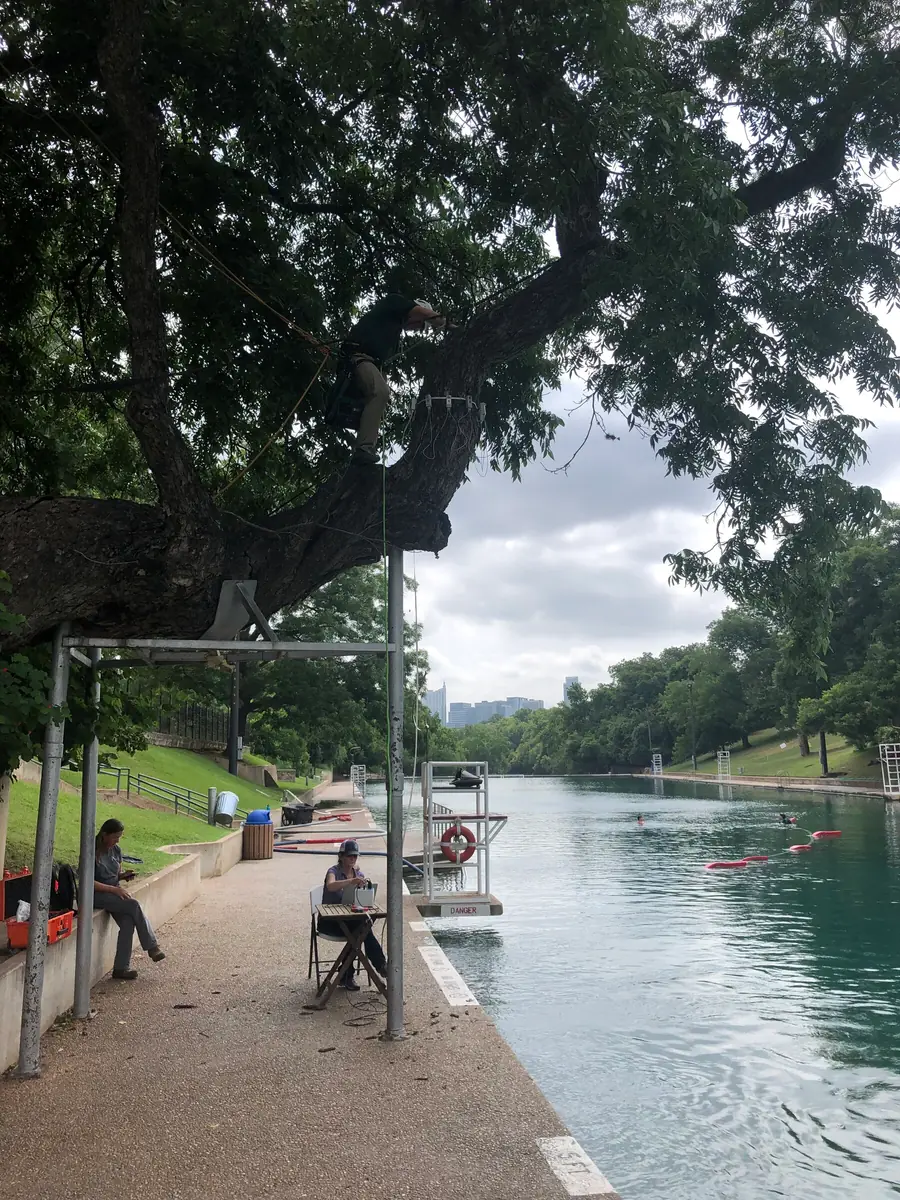 An arborist working in a tree above a paved pool deck, swimmers in the water and a city skyline in the distance