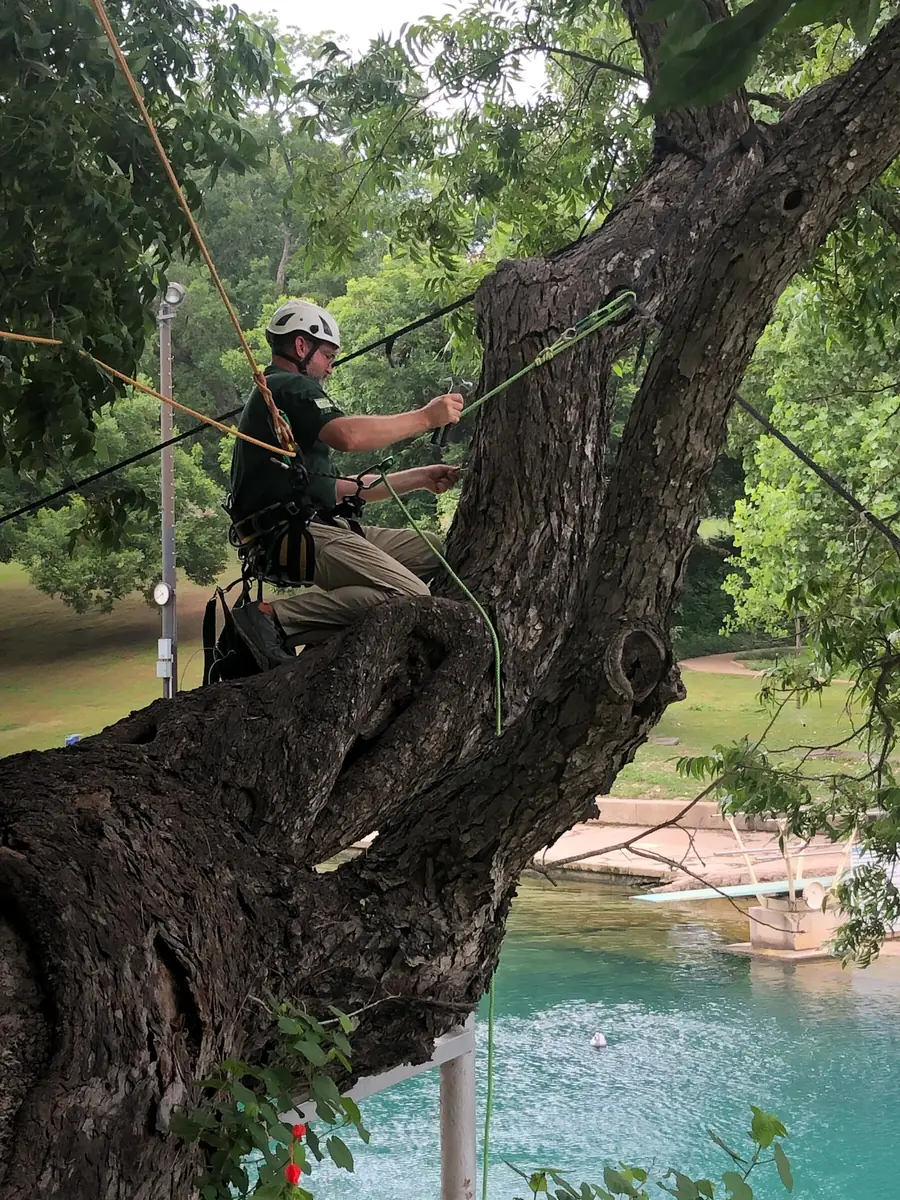 An arborist braced in the upper crown working on a limb, the paved bank visible far below